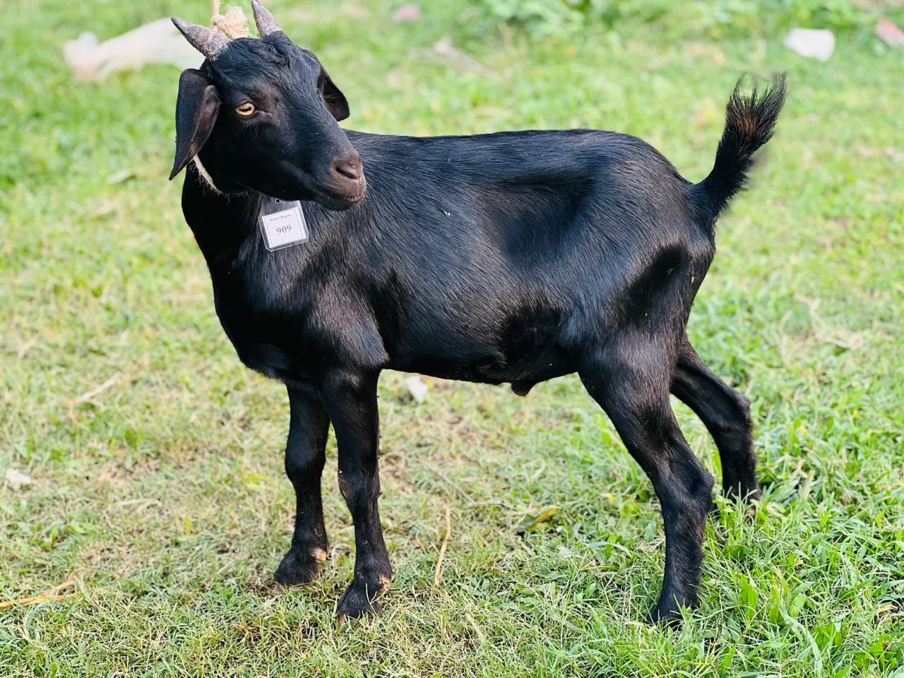 দেশী  ছাগল (15.2KG)  